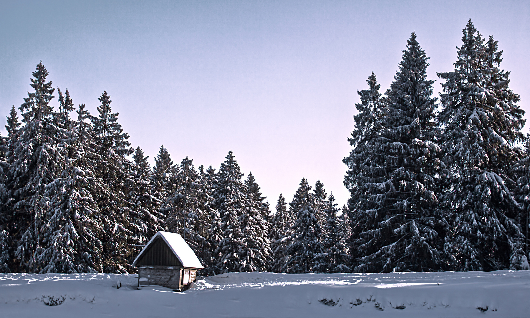 WINTER im HARZ 