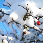 Winter im Harz #7 - Tiefkühlkost ?