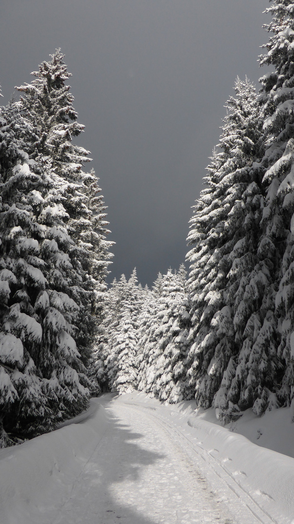 Winter im Harz