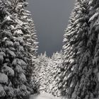 Winter im Harz