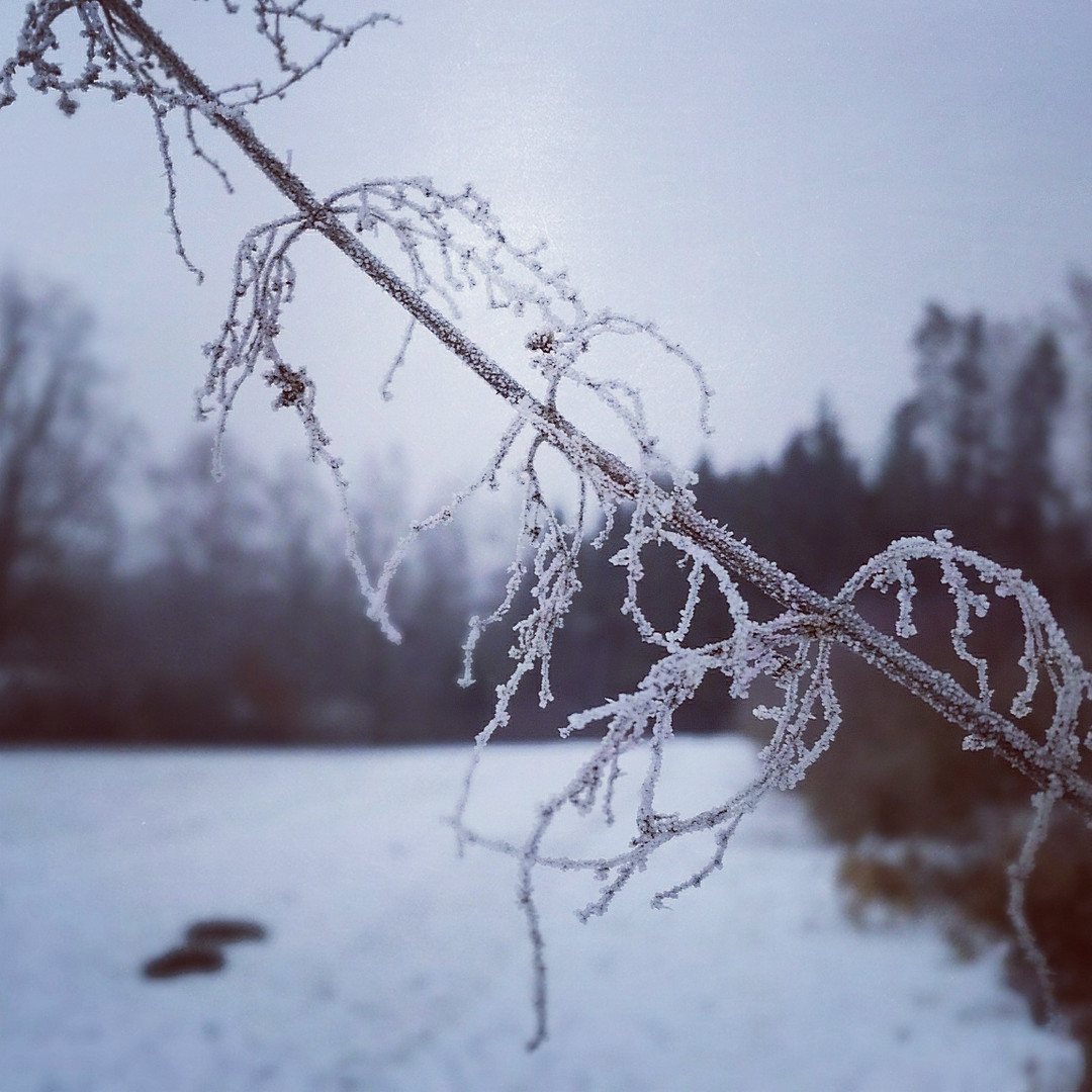 Winter im Hegau