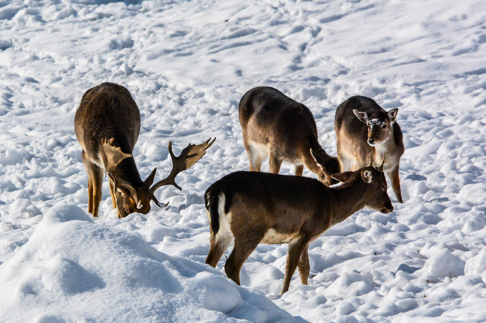 Winter im Hirschpark