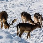 Winter im Hirschpark