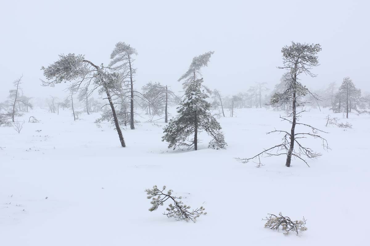 Winter im Hochmoor