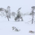 Winter im Hochmoor