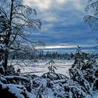 Winter im Hochmoor in Kaltenbronn