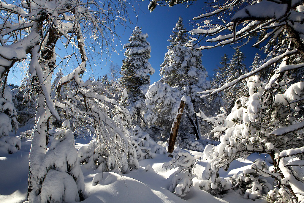 Winter im Hochmoorwald