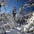 Winter im Hochmoorwald