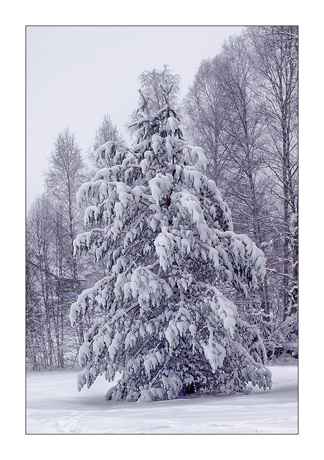 Winter im Hochschwarzwald