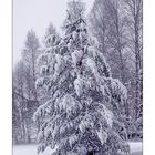 Winter im Hochschwarzwald