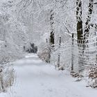 *Winter im Hochwald*