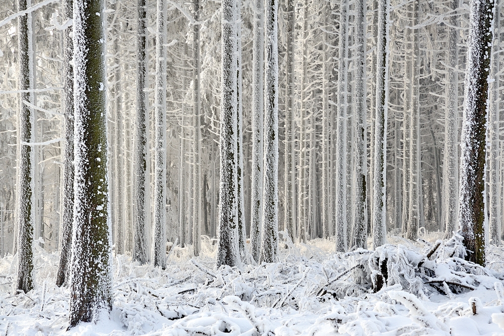 *Winter im Hochwald*