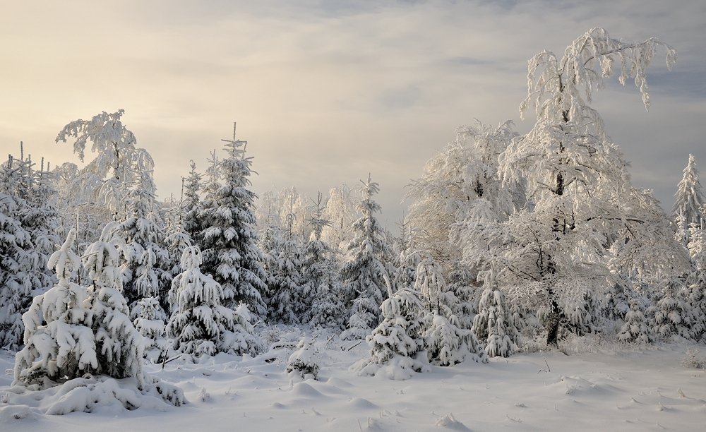 *Winter im Hochwald II*