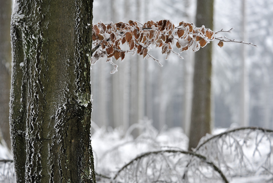 *Winter im Hochwald II*