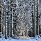 *Winter im Hochwald V*