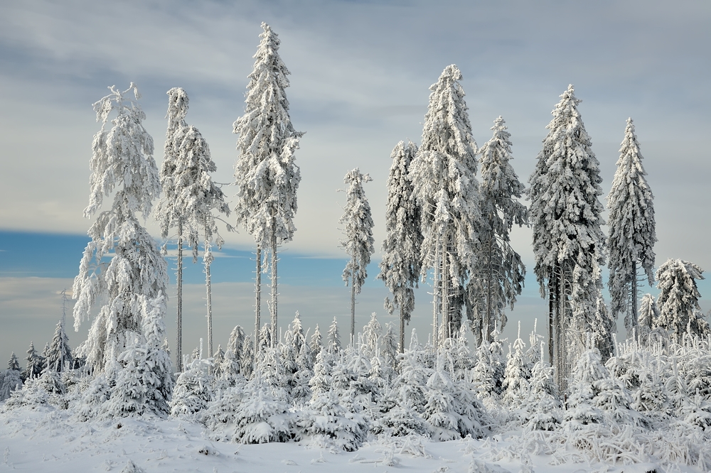 *Winter im Hochwald V*