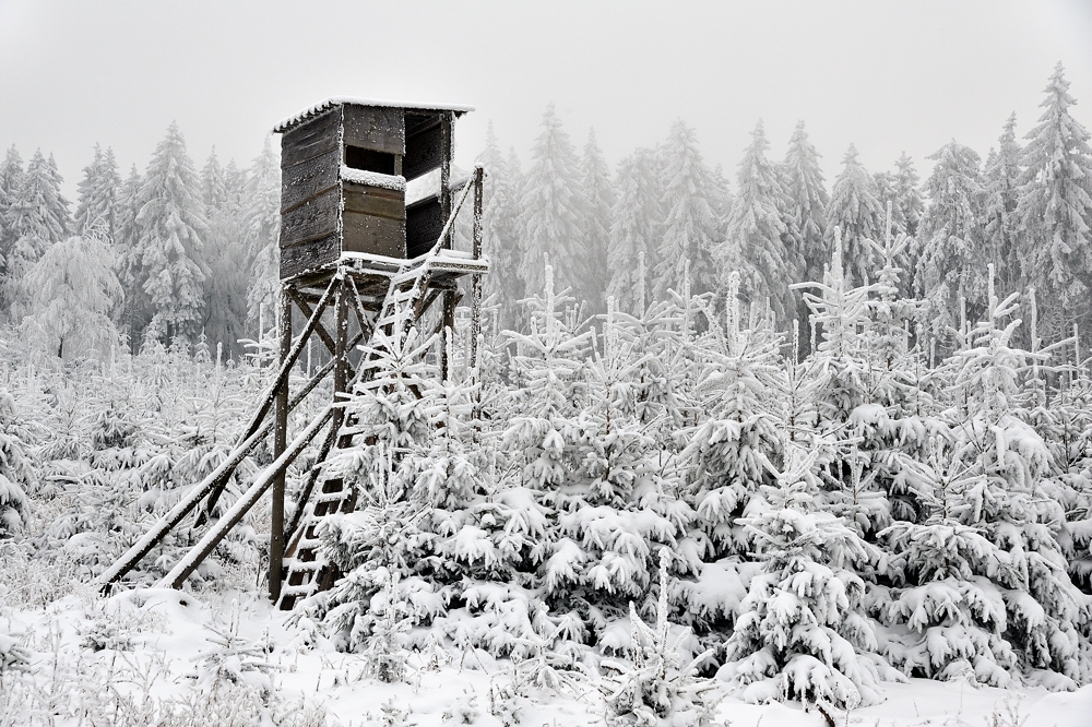 *Winter im Hochwald VI*