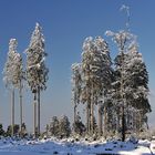 *Winter im Hochwald VI*