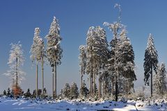 *Winter im Hochwald VI*