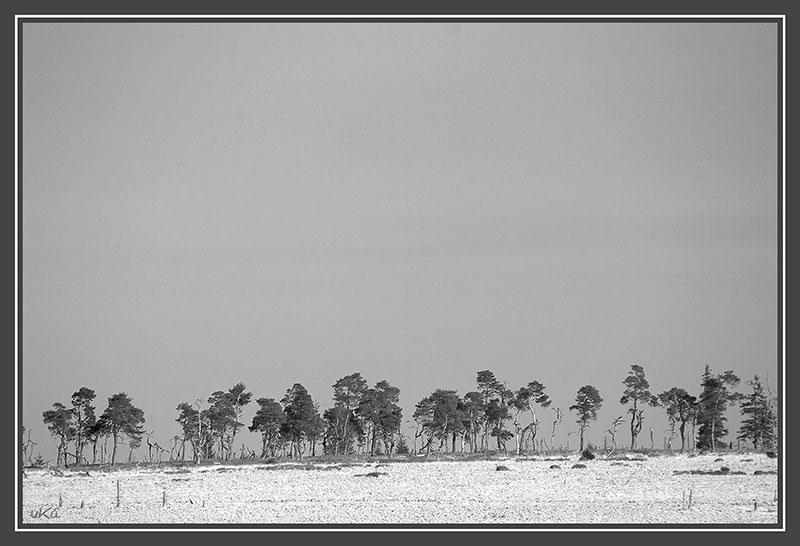 Winter im Hohen Venn (02165)