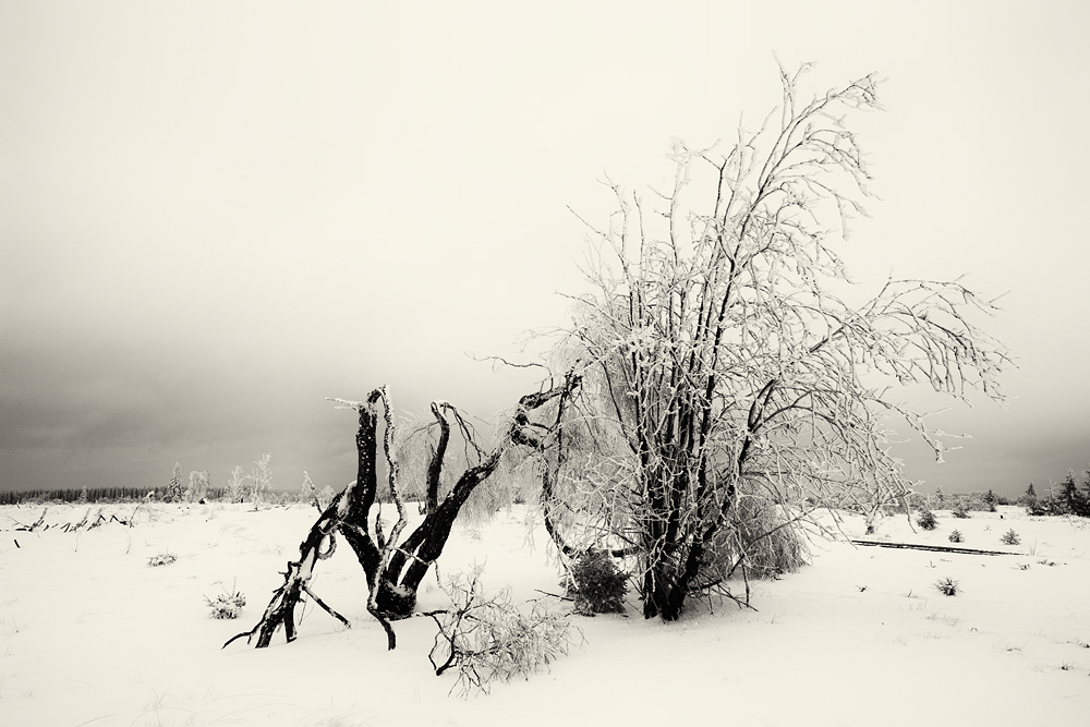 Winter im Hohen Venn