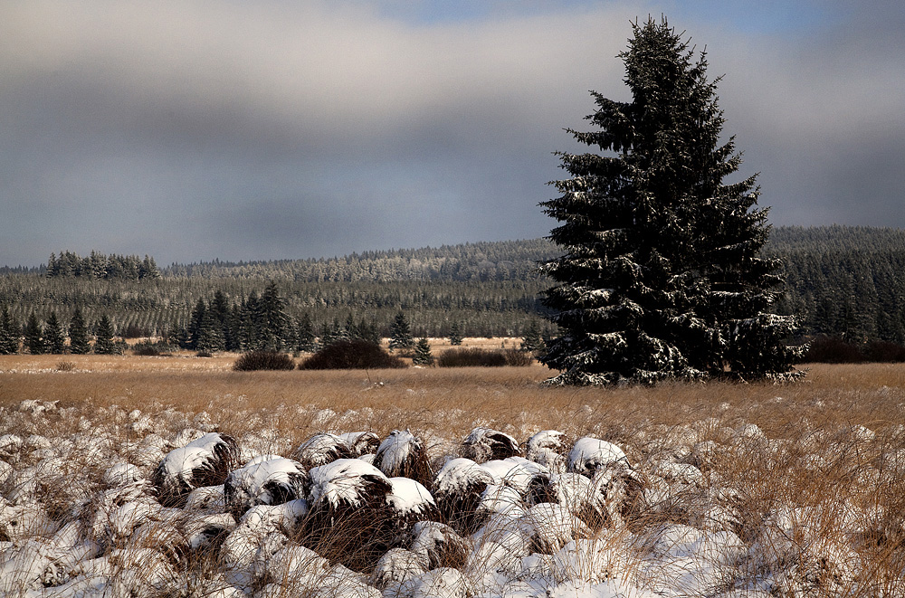 Winter im Hohen Venn