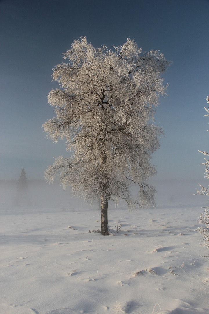 Winter im Hohen Venn