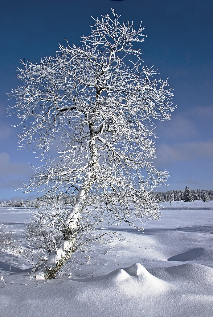 Winter im Hohen Venn 3