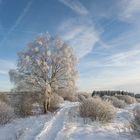 Winter im Hohen  Venn