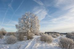 Winter im Hohen  Venn