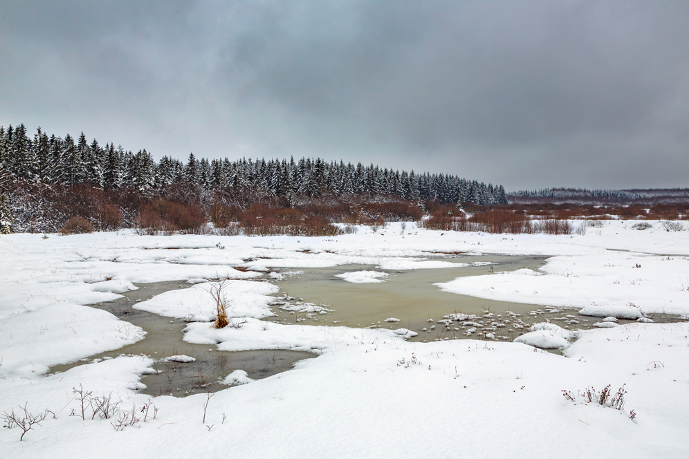 Winter im Hohen Venn