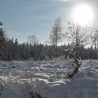 Winter im Hohen Venn