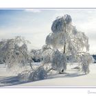 Winter im Hohen Venn