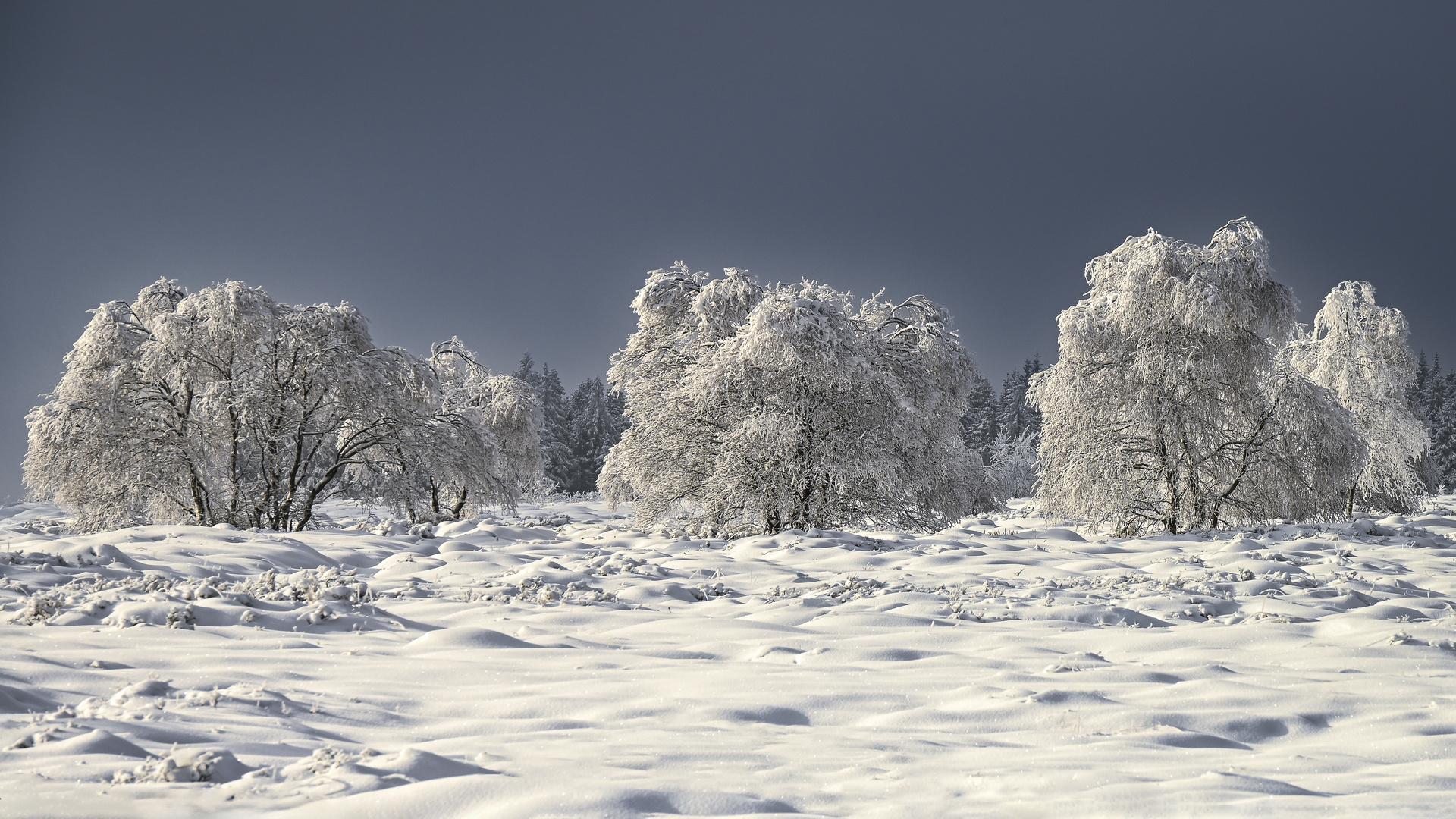 Winter im Hohen Venn