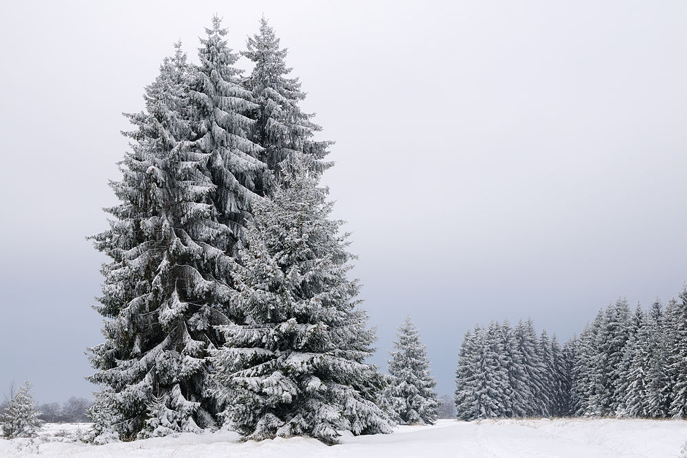 Winter im Hohen Venn