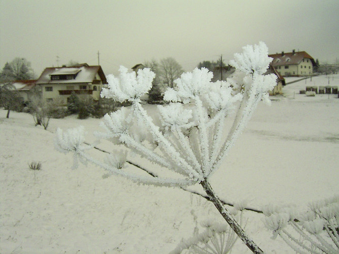 Winter im Hotzenwald