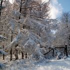 Winter im Hunsrück