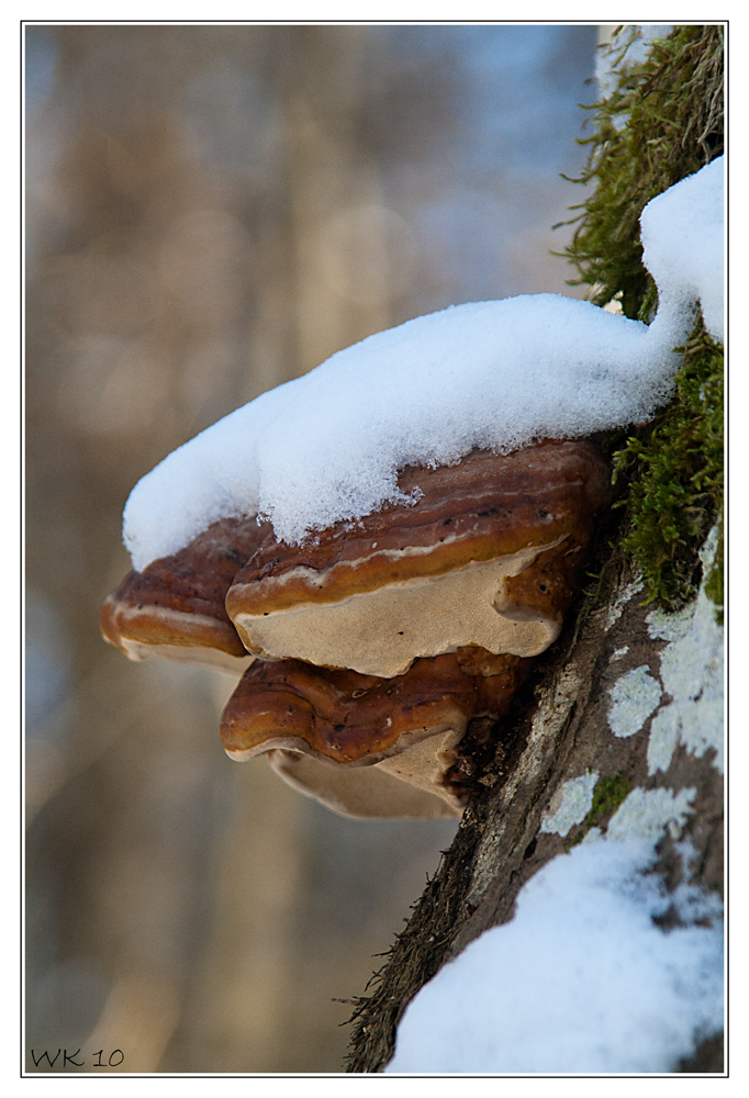 Winter im Iller-Auwald (2)