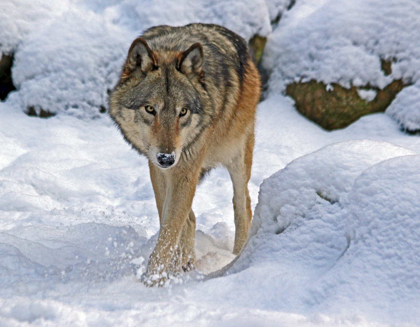 Winter im Jahr 2012