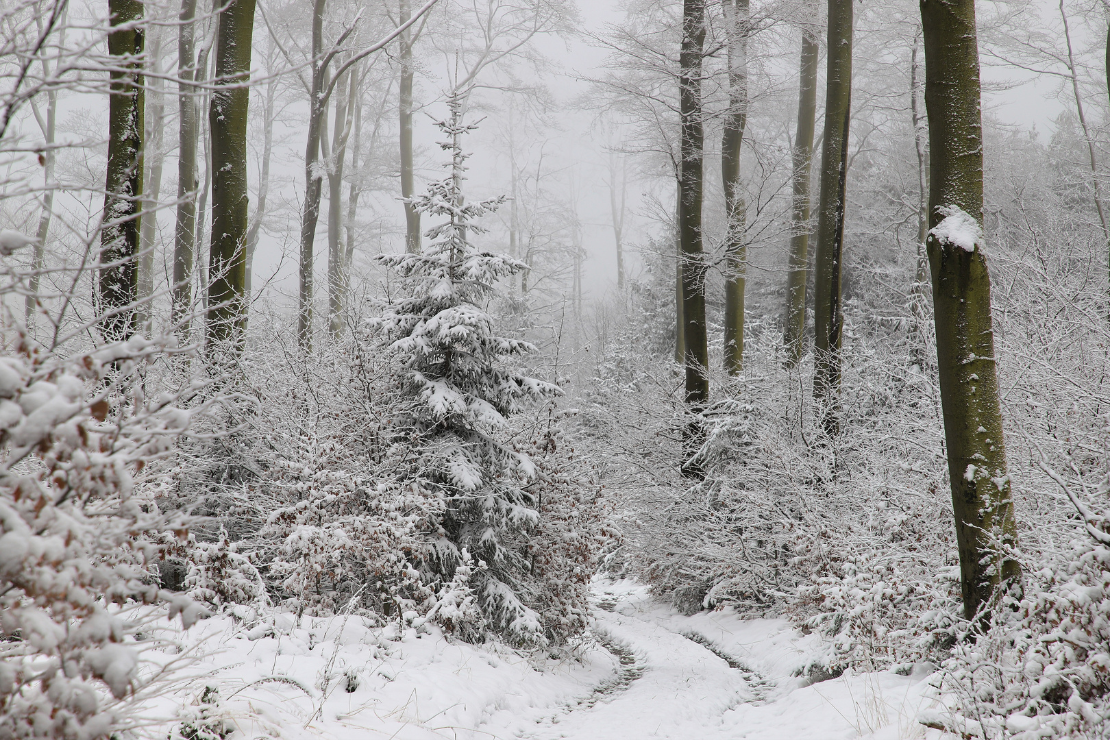 Winter im Januar 2021 auf dem Stimm Stamm