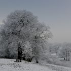 Winter im Jenischpark