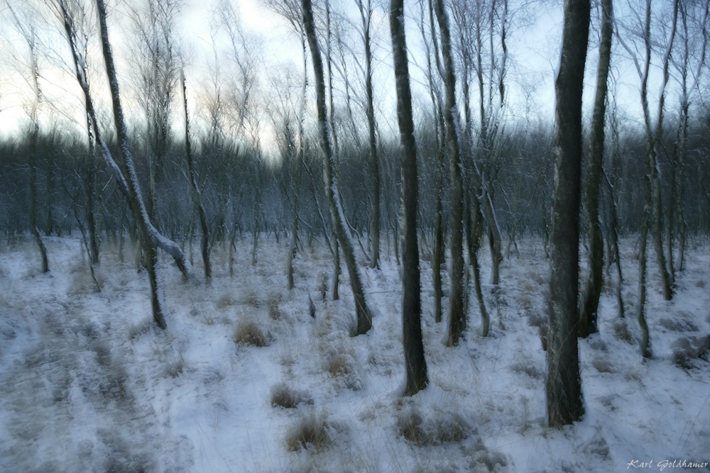 Winter im Kaltenhofer Moor 1