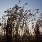 Winter im Klein Moor