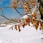 Winter im Kleinen (analoger Ausflug)