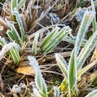 Winter im Kleinen