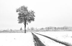 Winter im Knoblauchsland 