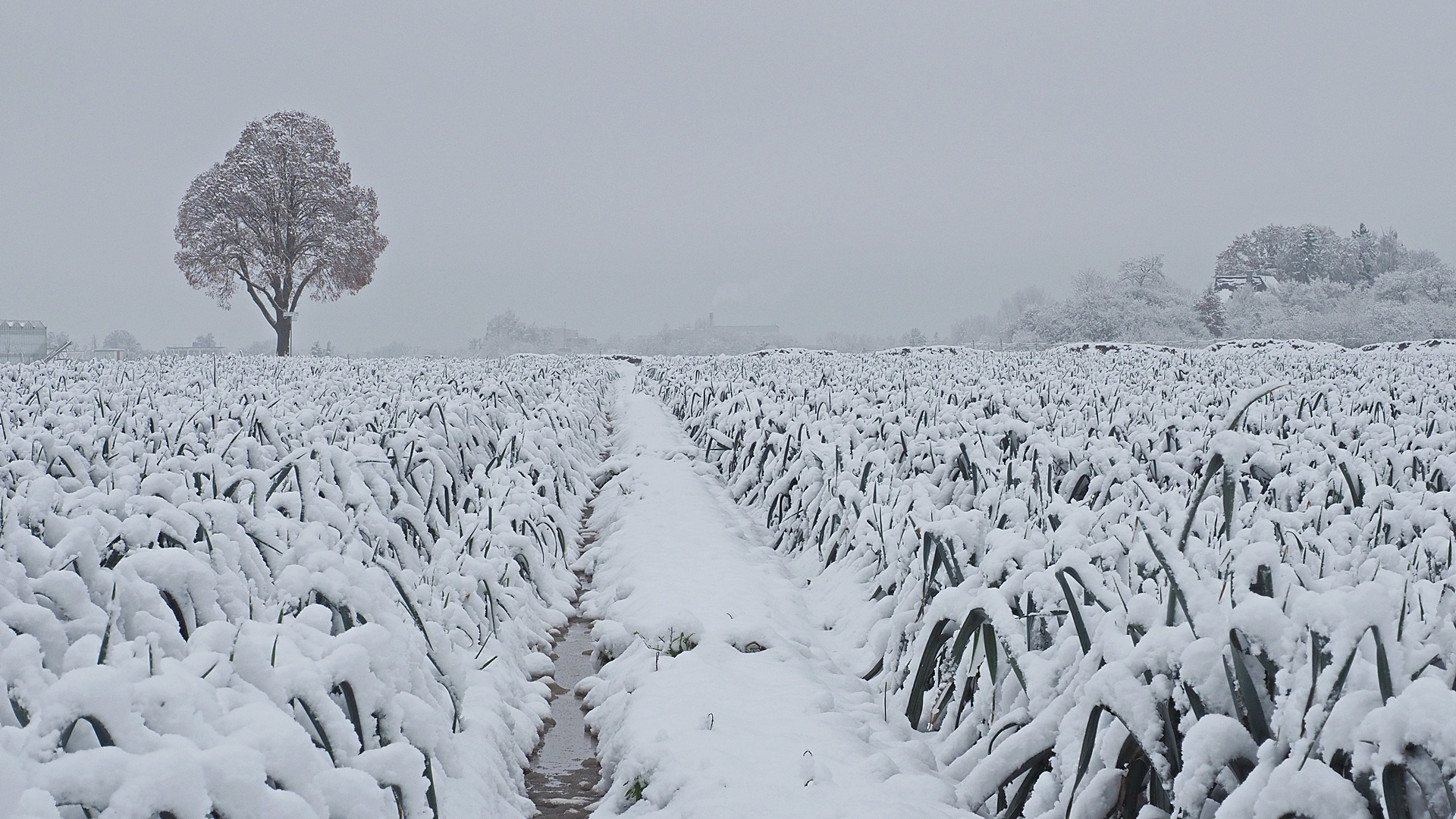 Winter im Knoblauchsland