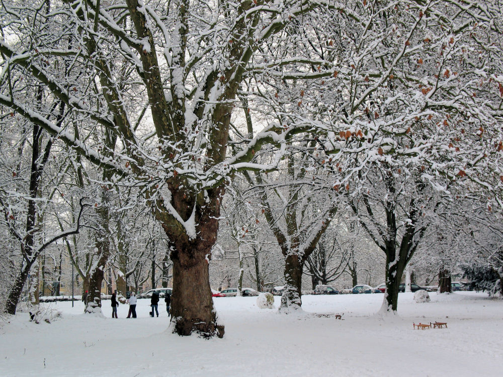 Winter im Kölner Grüngürtel