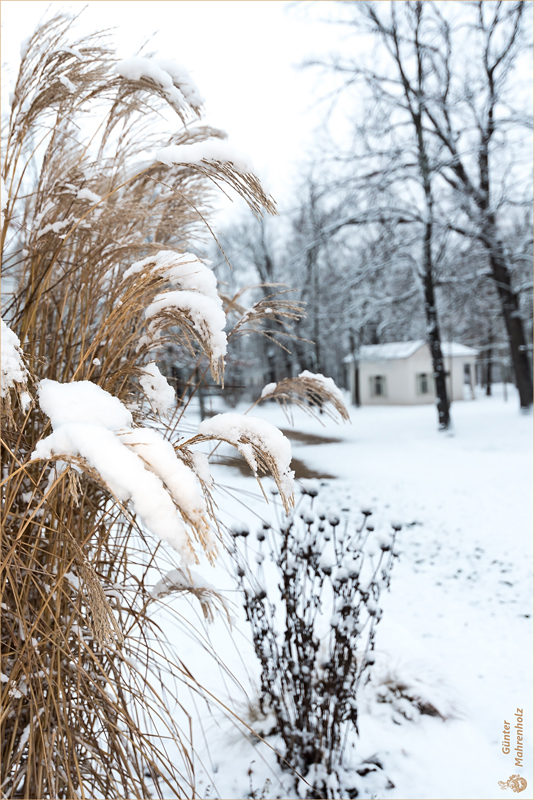 Winter im Kurpark von Bad Salzelmen