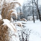 Winter im Kurpark von Bad Salzelmen